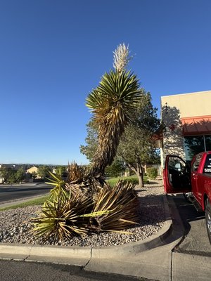 Yucca Remove along with Stump Removal - Yuccas have a tendency to rot out over time and that’s what happened with this particular Yucca. It was right next to a Dental office where cars and people occupy the spot beside the Yucca. We recomended to remove the other yucca that was still standing to prevent any further damages or future hazards Yucca Remove along with Stump Removal - Yuccas have a tendency to rot out over time and that’s what happened with this particular Yucca. It was right next to a Dental office where cars and people occupy the spot beside the Yucca. We recomended to remove the other yucca that was still standing to prevent any further damages or future hazards