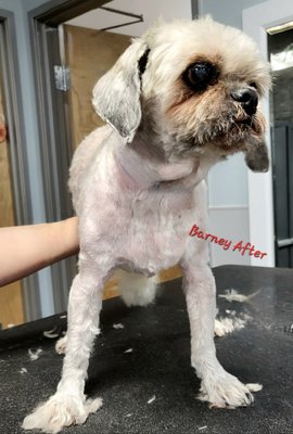 I'm in ruff shape! - Barney was in rough shape! Grandma forgot he needed to be groomed. Barney's sister in-law came to the rescue! Barney's feeling much better! We are now on a schedule for his well being!