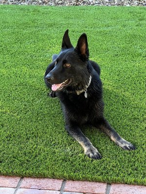Pet Friendly Turf - Big Bully Turf’s pet-friendly turf offers a safe, clean, and durable solution for Scottsdale pet owners. Our synthetic grass features antimicrobial infill and advanced drainage systems to control odors, prevent muddy patches, and withstand heavy pet traffic. Soft on paws and easy to maintain, this turf keeps yards looking vibrant year-round while conserving water—ideal for Scottsdale’s desert climate. Enjoy a beautiful, hassle-free outdoor space where pets can play comfortably and families can relax worry-free. Pet Friendly Turf - Big Bully Turf’s pet-friendly turf offers a safe, clean, and durable solution for Scottsdale pet owners. Our synthetic grass features antimicrobial infill and advanced drainage systems to control odors, prevent muddy patches, and withstand heavy pet traffic. Soft on paws and easy to maintain, this turf keeps yards looking vibrant year-round while conserving water—ideal for Scottsdale’s desert climate. Enjoy a beautiful, hassle-free outdoor space where pets can play comfortably and families can relax worry-free.