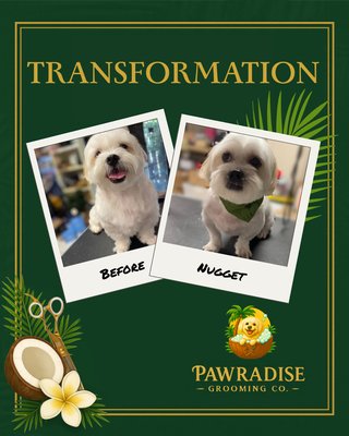Pawradise Transformations - This Pawradise transformation features a full luxury grooming service including a bath & blowout, complete haircut, face detailing, paw pad cleaning, sanitary trim, and a polished finish. Our mobile spa brings a calm, stress-free grooming experience directly to the pet’s home for the ultimate comfort and convenience. Pawradise Transformations - This Pawradise transformation features a full luxury grooming service including a bath & blowout, complete haircut, face detailing, paw pad cleaning, sanitary trim, and a polished finish. Our mobile spa brings a calm, stress-free grooming experience directly to the pet’s home for the ultimate comfort and convenience.