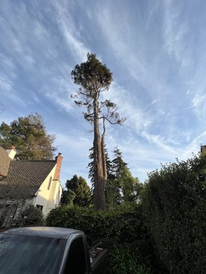 Call for free estimate - Trim redwood tree and clear deadwood
2022 Richmond cali Call for free estimate - Trim redwood tree and clear deadwood
2022 Richmond cali