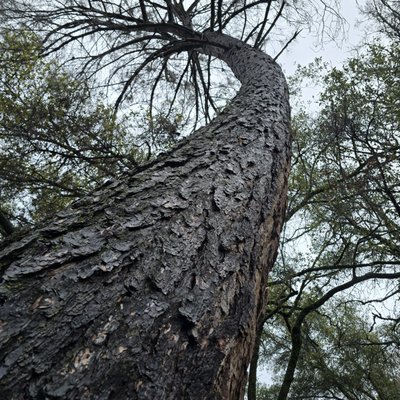 Urgent Tree Removal: Leaning Grey pine Threatens Small Oak Trees - 🌲 Urgent Tree Removal: Leaning Grey Pine Threatens Small Oak Trees! 🌳

At Erick Tree Services, we recently responded to an urgent tree removal when a large Grey Pine started leaning dangerously over young oak trees. This unstable tree posed a serious risk, but our professional tree removal team safely eliminated the hazard without damaging the surrounding oaks. ✅

💪 Why Trust Erick Tree Services?
✔ Expert Hazardous Tree Removal – We handle dangerous trees with precision and care.
✔ Protecting Your Landscape – Our skilled team ensures no harm to surrounding trees or property.
✔ Fast & Reliable Service – When a tree threatens your home or yard, we act quickly!

If you have a leaning tree or need emergency tree removal, call Erick Tree Services today for a free estimate!

📞 Don’t wait for damage—let the pros handle it!
