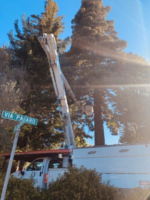 80ft Redwood tree removal - Mature 80ft redwood tree removal. 80ft Redwood tree removal - Mature 80ft redwood tree removal.