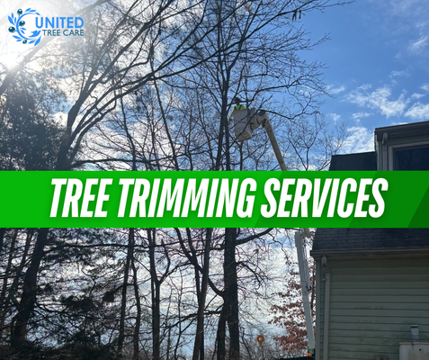 Tree Trimming Services - At United Tree Care LLC, we understand that well-maintained trees are not only beautiful but also essential for the health of your landscape. Our tree trimming service is designed to enhance the aesthetics and vitality of your trees. Our skilled team carefully trims and shapes your trees, removing dead or overgrown branches to promote better air circulation and sunlight penetration. This not only improves the overall look of your property but also prevents potential hazards and diseases. Whether you're looking to give your trees a fresh appearance or ensure their continued health, we’re here to help. Proudly serving Manassas and the surrounding areas, we bring our expertise to every trimming project. Tree Trimming Services - At United Tree Care LLC, we understand that well-maintained trees are not only beautiful but also essential for the health of your landscape. Our tree trimming service is designed to enhance the aesthetics and vitality of your trees. Our skilled team carefully trims and shapes your trees, removing dead or overgrown branches to promote better air circulation and sunlight penetration. This not only improves the overall look of your property but also prevents potential hazards and diseases. Whether you're looking to give your trees a fresh appearance or ensure their continued health, we’re here to help. Proudly serving Manassas and the surrounding areas, we bring our expertise to every trimming project.