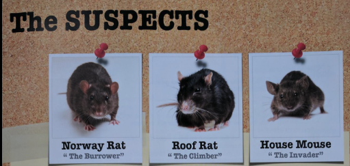 Rodent Control & Proofing - Call Crossfire Pest Termites & Rodents today for quick and quality Rodent Control (510) 695-9857 Rodent Control & Proofing - Call Crossfire Pest Termites & Rodents today for quick and quality Rodent Control (510) 695-9857