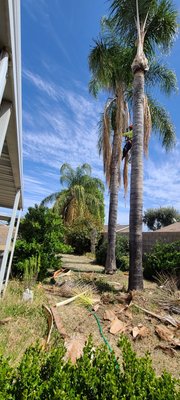 Palm trimming - Palm trimming