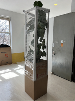 Delicate Moving Done Right! - Today our team completed a move with several delicate indoor plants, including oversized houseplants that required extra protection and careful handling. Every plant was professionally wrapped, secured, transported, and delivered safely without a single issue.
Plants can be one of the most difficult items to move because they are fragile, heavy, and easily damaged during transportation. Our experienced movers know how to protect leaves, branches, stems, and pots using the right packing materials and moving techniques to ensure everything arrives in perfect condition.
Whether you're moving a single apartment, an entire home, office, or just a few specialty items, Lovely Moving & Storage is here to make your move simple, safe, and stress-free.