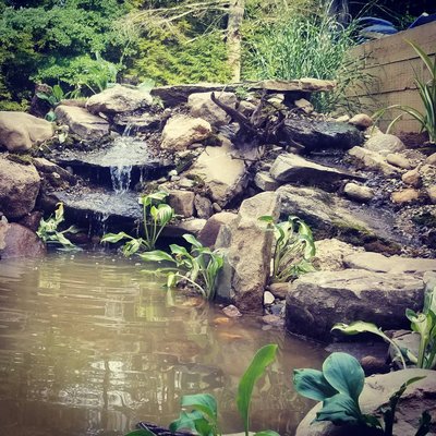 Pond/waterfall design 2020 - This client had just put in retaining walls and steps to the front door. They wanted a pond with a waterfall to enjoy from the deck as well as when they where out in the yard. They also have honey bees so I wanted to make sure to incorporate a safe way for the bees to drink from the pond. So I created a slow trickling stream along the back. Pond/waterfall design 2020 - This client had just put in retaining walls and steps to the front door. They wanted a pond with a waterfall to enjoy from the deck as well as when they where out in the yard. They also have honey bees so I wanted to make sure to incorporate a safe way for the bees to drink from the pond. So I created a slow trickling stream along the back.