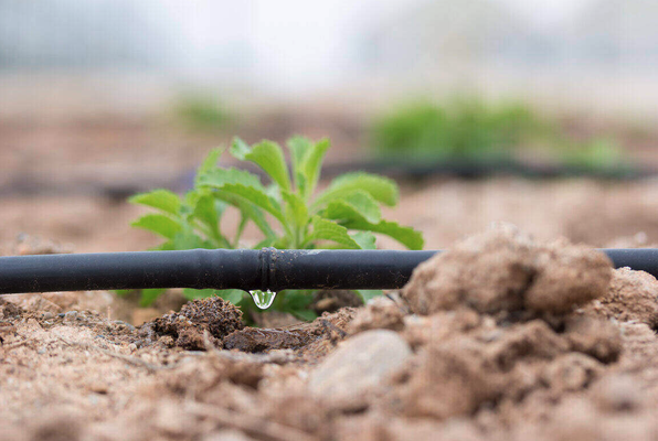 Drip Systems - Pennygreen Sprinklers irrigation systems are expertly designed for sprinkler and drip irrigation by our team of highly- trained and experienced technicians. Properly designed irrigation systems can provide efficient water to your lawn or soil, improving your landscaping efforts and producing healthy and vibrant plants and trees.
Irrigation systems are particularly recommended in Glendora because they can provide a sustainable and cost-efficient way of watering the lawn and gardens. Whether you need a sprinkler system or lawn drip system installed or a current irrigation system replaced, our team of experts have you covered. Drip Systems - Pennygreen Sprinklers irrigation systems are expertly designed for sprinkler and drip irrigation by our team of highly- trained and experienced technicians. Properly designed irrigation systems can provide efficient water to your lawn or soil, improving your landscaping efforts and producing healthy and vibrant plants and trees.
Irrigation systems are particularly recommended in Glendora because they can provide a sustainable and cost-efficient way of watering the lawn and gardens. Whether you need a sprinkler system or lawn drip system installed or a current irrigation system replaced, our team of experts have you covered.