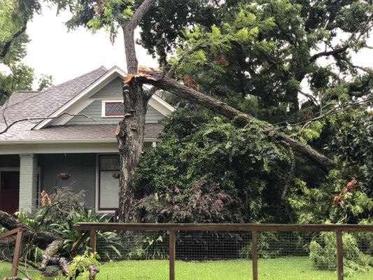 A Dangerous Pecan Removal - This large pecan tree had two sections of the limbs break off during a heavy wind . Customer found us on Yelp and we went out the same day to provide a price and agreed to it immediately . We came back the same day to take care off the tree before it caused more damages . Very tricky and dangerous job but it was done professionally !! A Dangerous Pecan Removal - This large pecan tree had two sections of the limbs break off during a heavy wind . Customer found us on Yelp and we went out the same day to provide a price and agreed to it immediately . We came back the same day to take care off the tree before it caused more damages . Very tricky and dangerous job but it was done professionally !!