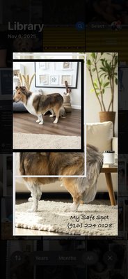 Dog groomings done by My Safe Spot. Backgrounds were changed just for artistic purposes. - Dog grooming done by My Safe Spot. Background was changed just for artistic purposes.