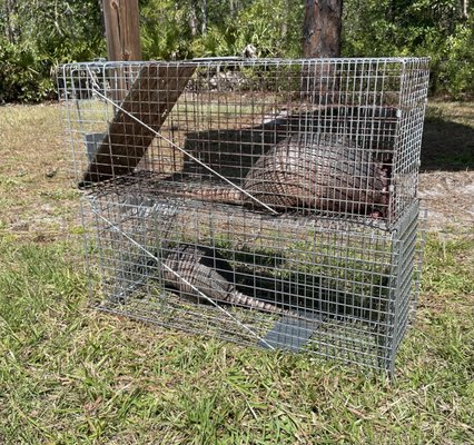 Trapping & Seal up Job - We offer services ranging from trapping and relocating a pesky armadillo, to sealing up your full home with concrete and metal due to a rat infestation. Sanitization and monthly services are available also, just give us a call!
