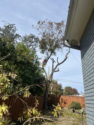 Pican tree removal - Pican tree removal and stump grinding Pican tree removal - Pican tree removal and stump grinding