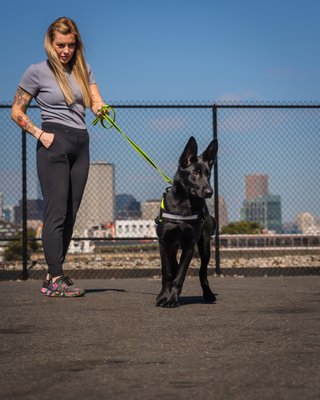 Basic Obedience - Basic obedience training consists of 6 core commands. From here your dog can move onto Intermediate and Advanced levels of obedience all the way thru off-leash training. The basic commands are sit, down, stay, come, heel, place. Basic Obedience - Basic obedience training consists of 6 core commands. From here your dog can move onto Intermediate and Advanced levels of obedience all the way thru off-leash training. The basic commands are sit, down, stay, come, heel, place.