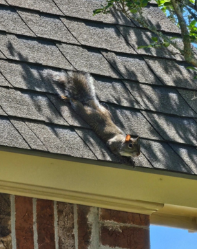 Attic Squirrel Removal - Removed squirrels from the attic and completed exclusion work to help protect the home from future wildlife entry.