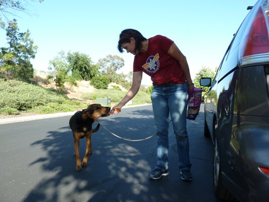 Dog Training: Butterscotch - I was called out because Animal Control had caught a dog, but couldn't get near her even to see if she had a collar. When they tried, she would growl fiercely. They were going to put her down. Within a few hours I had her walking through a neighborhood, on leash, taking treats and pets. She now has a loving home. Dog Training: Butterscotch - I was called out because Animal Control had caught a dog, but couldn't get near her even to see if she had a collar. When they tried, she would growl fiercely. They were going to put her down. Within a few hours I had her walking through a neighborhood, on leash, taking treats and pets. She now has a loving home.