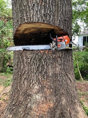 Tree Removals - Each job we do, we complete it as if it was own backyard and make it look like we were never even there! Tree Removals - Each job we do, we complete it as if it was own backyard and make it look like we were never even there!