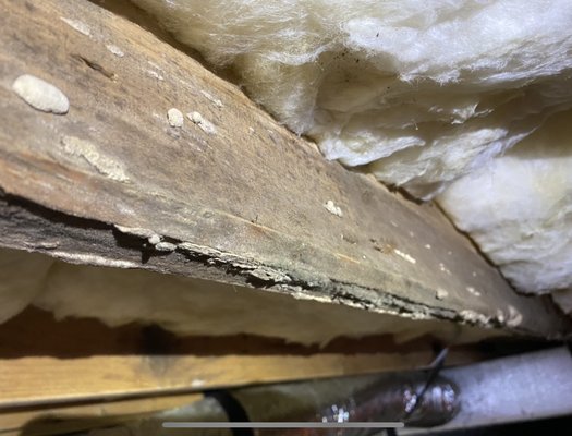 Ocean Pines, MD - Crawl Space Makeover - This home located in Ocean Pines, MD was in desperate need of intervention.  The crawl space was vented causing very high moisture and humidity levels under the home.  Unfortunately, these high moisture levels had caused damage to some of the wooden floor joists. 

To correct these issues floor joists were repaired, and a full encapsulation with perimeter drain system was installed.  In addition, a commercial-grade Aprilaire dehumidifier was installed to keep humidity levels below 55%.