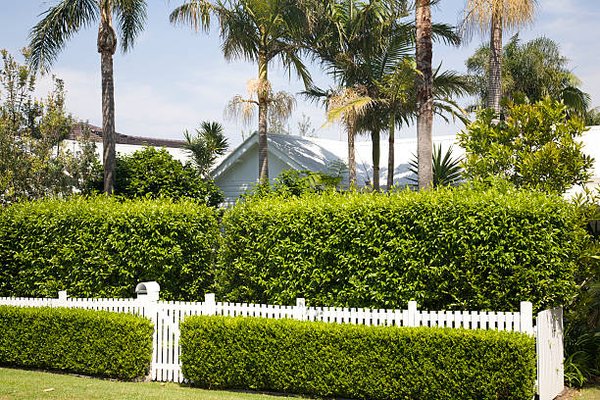 Pruning & Trimming 760-987-7635 - Tree Pruning & Shaping: Enhance the health and beauty of your trees with our expert pruning techniques, ensuring longevity and vitality.
Shrub Trimming: Maintain neat and tidy shrubs that complement your landscape design, keeping your property looking its best.
Seasonal Maintenance: Ensure your greenery thrives throughout the year with our seasonal maintenance plans, addressing growth cycles and specific plant needs.
Health Assessments: Our professionals assess the health of your greenery, identifying and addressing issues before they escalate. Pruning & Trimming 760-987-7635 - Tree Pruning & Shaping: Enhance the health and beauty of your trees with our expert pruning techniques, ensuring longevity and vitality.
Shrub Trimming: Maintain neat and tidy shrubs that complement your landscape design, keeping your property looking its best.
Seasonal Maintenance: Ensure your greenery thrives throughout the year with our seasonal maintenance plans, addressing growth cycles and specific plant needs.
Health Assessments: Our professionals assess the health of your greenery, identifying and addressing issues before they escalate.