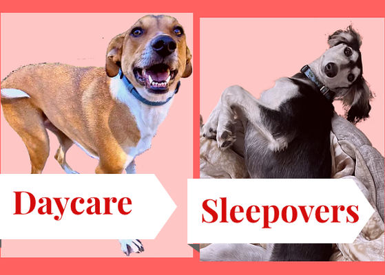 Daycare/ Sleepovers - As dog owners we know there's nowhere our pup feels more comfortable than at home. Which makes Love Dogs Camp's home-style care facility the next best thing! Daycare/ Sleepovers - As dog owners we know there's nowhere our pup feels more comfortable than at home. Which makes Love Dogs Camp's home-style care facility the next best thing!