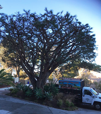 Tree Trimming in Carmel Valley, CA - We completed a pine tree trimming service for a homeowner in Carmel Valley, CA. Their pine tree had a dense overgrown canopy that they wanted to be thinned. We carefully pruned it to improve the tree's health and enhance its natural beauty.