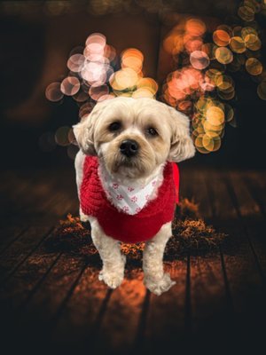 On the road. The beginning! - Tis the season for a holiday groom. On the road. The beginning! - Tis the season for a holiday groom.