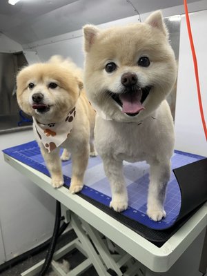 Pawfectly Groomed - Check out our expert dog grooming services. We are prideful in our gentle and professional approach, providing refreshing baths and stylish trims to careful nail care. Our team is dedicated to keeping your pup looking sharp and feeling comfortable in a safe, welcoming environment! Pawfectly Groomed - Check out our expert dog grooming services. We are prideful in our gentle and professional approach, providing refreshing baths and stylish trims to careful nail care. Our team is dedicated to keeping your pup looking sharp and feeling comfortable in a safe, welcoming environment!