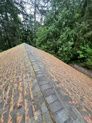ROOF CLEANING SERVICES - ROOF CLEANING/MOSS REMOVAL
GUTTER CLEANING
MOSS TREATMENT ROOF CLEANING SERVICES - ROOF CLEANING/MOSS REMOVAL
GUTTER CLEANING
MOSS TREATMENT