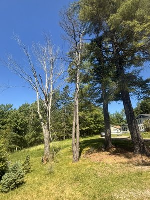 The felling of two very hazardous trees up in Orrington Me. - Customer reached out to us inquiring for two trees that were extremely rotted out in the center. We had to climb both trees to insure all the branches would fall exactly where we wanted. Definitely not in the flowerbeds or their septic system. The felling of two very hazardous trees up in Orrington Me. - Customer reached out to us inquiring for two trees that were extremely rotted out in the center. We had to climb both trees to insure all the branches would fall exactly where we wanted. Definitely not in the flowerbeds or their septic system.