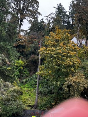 Lake Oswego tree removal - On the water tree removal project in Lake Oswego. Lake Oswego tree removal - On the water tree removal project in Lake Oswego.