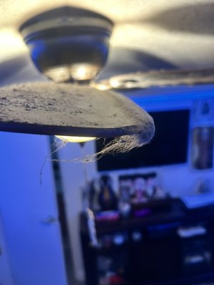 Meet your local trusted cleaner! - Fan are supposed to move air not dirt! Give us a call today about your fans!