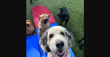 Daycare - In Dog Daycare, your dog will be able to participate in daily exercise through group activities. Participants play in a cage free environment while enjoying the freedom to stretch their legs.
Half Day Daycare services are for a morning or afternoon session.
Full Day Daycare services are all morning and afternoon. Daycare - In Dog Daycare, your dog will be able to participate in daily exercise through group activities. Participants play in a cage free environment while enjoying the freedom to stretch their legs.
Half Day Daycare services are for a morning or afternoon session.
Full Day Daycare services are all morning and afternoon.
