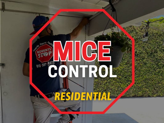 Call 213-205-3767 for Free Estimate - There are many rodent proofing methods that you might have already tried to fix the mice problem on your own such as electronic mouse metering devices or other mouse traps, but the fact is that these mouse control products are not effective for long-term solutions and the mice will keep coming back. At Rodents Stop we have professional technicians with the right training and tools to get rid of mice quickly, effectively with a guarantee. Call for an estimate (213) 205-3767
At Rodents Stop we take pride in being able to help eliminate such nuisances from your life and reducing the impact of rodents on you and your families lives. We do not use any poisonous methods, ensuring the health of you and your pets. We provide solutions that are all natural, pet-friendly and backed by a lifetime guarantee. Call for an estimate (213) 205-3767 Call 213-205-3767 for Free Estimate - There are many rodent proofing methods that you might have already tried to fix the mice problem on your own such as electronic mouse metering devices or other mouse traps, but the fact is that these mouse control products are not effective for long-term solutions and the mice will keep coming back. At Rodents Stop we have professional technicians with the right training and tools to get rid of mice quickly, effectively with a guarantee. Call for an estimate (213) 205-3767
At Rodents Stop we take pride in being able to help eliminate such nuisances from your life and reducing the impact of rodents on you and your families lives. We do not use any poisonous methods, ensuring the health of you and your pets. We provide solutions that are all natural, pet-friendly and backed by a lifetime guarantee. Call for an estimate (213) 205-3767