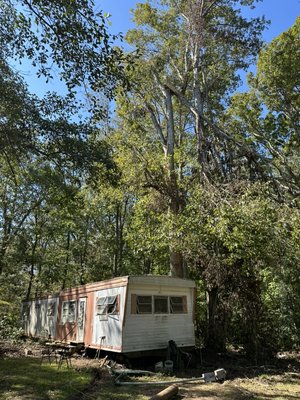 3 500 ft trees - Three 500 ft trees downed 3 500 ft trees - Three 500 ft trees downed