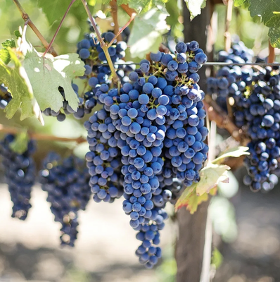 Long Island Vineyard Tours - Planning a day out to Long Island's beautiful vineyards and wineries? Be safe and arrive in style with Ultimate Class Limousines. We can handle groups from one to 1,000. We have luxury Town Cars, Limousines, Vans, and luxury limo Party Buses. Sample the fruit of the vine from Long Island’s most famous vineyards, and leave the driving to us. Long Island Vineyard Tours - Planning a day out to Long Island's beautiful vineyards and wineries? Be safe and arrive in style with Ultimate Class Limousines. We can handle groups from one to 1,000. We have luxury Town Cars, Limousines, Vans, and luxury limo Party Buses. Sample the fruit of the vine from Long Island’s most famous vineyards, and leave the driving to us.