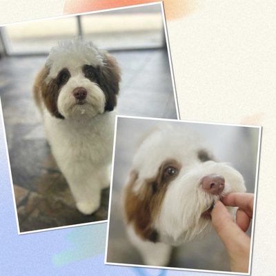 Grooming - Your dogs and cats will be treated to a massage in the tub, blown dry completely by hand (no cage dryers!), ear cleaning, anal gland check and nail trim! Upgrade to our premium service to add teeth brushing and personalized skin treatments for everything from fleas to deshedding! Grooming - Your dogs and cats will be treated to a massage in the tub, blown dry completely by hand (no cage dryers!), ear cleaning, anal gland check and nail trim! Upgrade to our premium service to add teeth brushing and personalized skin treatments for everything from fleas to deshedding!