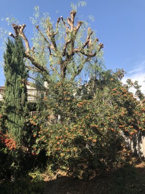 Tree trimming - Tree trimming and stump removal