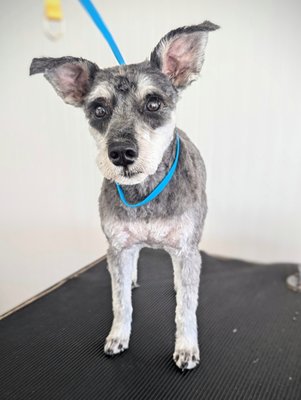 GROOMS! - Here are some happy puppies we have groomed lately