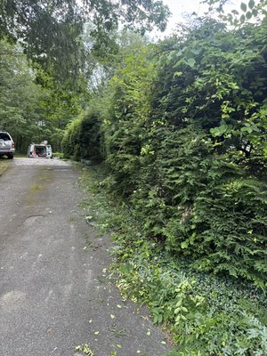 Overgrown hedges - Customer had overgrown hedges 10 feet tall. Trimmed them down. Customer was happy. Overgrown hedges - Customer had overgrown hedges 10 feet tall. Trimmed them down. Customer was happy.