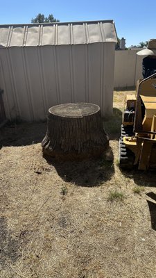 Palm Stump Grinding - Stump Grinding an old dry out palm stump