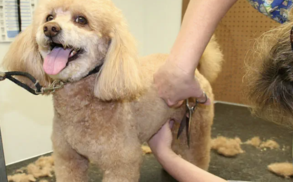 Dog Haircuts - Come See Us! - Summer not only brings the heat but also a summer coat for your dog's and that means fur! Fur all over your clothes, furniture, and carpet. At Cici's Pet Parlor we offer dog haircuts to reduce the amount of hair that your best friend will be shedding. It also helps keep them cool during these hot summer months, and it gives them a nice clean look.Your pet will love it, and they will look great! Our pet salon is ready to welcome your dog so stop by Cici's Pet Parlor today and treat your pet to a luxurious hair cut. Dog Haircuts - Come See Us! - Summer not only brings the heat but also a summer coat for your dog's and that means fur! Fur all over your clothes, furniture, and carpet. At Cici's Pet Parlor we offer dog haircuts to reduce the amount of hair that your best friend will be shedding. It also helps keep them cool during these hot summer months, and it gives them a nice clean look.Your pet will love it, and they will look great! Our pet salon is ready to welcome your dog so stop by Cici's Pet Parlor today and treat your pet to a luxurious hair cut.