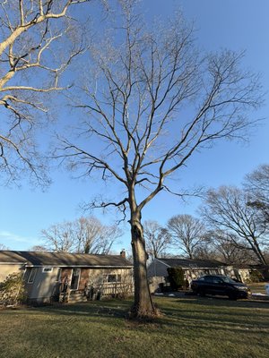 Next job in progress. - This tree is due to come down next week stay tuned for the aftermath pics. Next job in progress. - This tree is due to come down next week stay tuned for the aftermath pics.