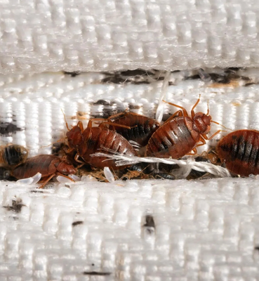 Bed Bugs - Bed Bugs Removal Bed Bugs - Bed Bugs Removal