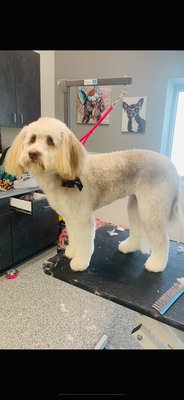 Dog Grooming - Ask about our grooming services!  Be sure to call in advance in case we are booked up!