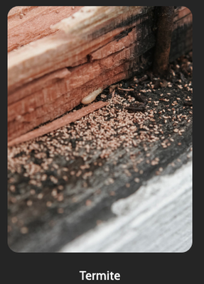Termite Specialist - Termite Specialist
