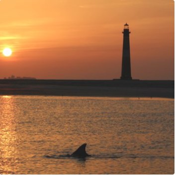 Boat Tours - Boat Tours ,Lighthouse Tours ,Shelling Tours,Dolphin Tours Boat Tours - Boat Tours ,Lighthouse Tours ,Shelling Tours,Dolphin Tours