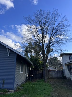Home insurance clearance - Customer got a hold of me saying insurance wanted to cancel his policy due to trees being too close and rubbing on his roof got the car went out the next day and got it I’ll cut back and customer were free! Home insurance clearance - Customer got a hold of me saying insurance wanted to cancel his policy due to trees being too close and rubbing on his roof got the car went out the next day and got it I’ll cut back and customer were free!