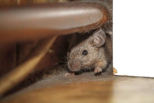 Rodent Control Services - When it comes to potential rodent problems it's best to act sooner rather than later, don't wait! Waiting will only allow the rodent problem to become worse. Give us a call for a free consultation for our rodent exclusion services. We know all too well the problems that rats and mice cause in the homes that they infest and the quicker we can get on top of the problem the more affordable it will ultimately be. All Shield Pest Control is a family owned company in the South Pugent Sound Area and we can get out to you quickly and take care of the problem efficiently so you can go on living your life rodent free.
REQUEST A RODENT CONTROL INSPECTION TODAY! Rodent Control Services - When it comes to potential rodent problems it's best to act sooner rather than later, don't wait! Waiting will only allow the rodent problem to become worse. Give us a call for a free consultation for our rodent exclusion services. We know all too well the problems that rats and mice cause in the homes that they infest and the quicker we can get on top of the problem the more affordable it will ultimately be. All Shield Pest Control is a family owned company in the South Pugent Sound Area and we can get out to you quickly and take care of the problem efficiently so you can go on living your life rodent free.
REQUEST A RODENT CONTROL INSPECTION TODAY!