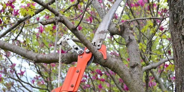 Tree Pruning - Free Estimates Tree Pruning - Free Estimates