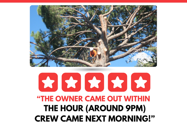 "The owner came out within the hour (around 9pm).." - "The owner came out within the hour (around 9 pm) and their crew returned the next morning at 7:00 am to remove the tree. Their crew/staff were very professional and they have to date insurance (along with an A rating in the better business bureau)."

Full Review:

“A large Oak tree fell on our house after a windy day. I searched for a company that offered 24 hour emergency service. I only found one that had emergency service (Gold Coast Tree Service). The owner came out within the hour (around 9 pm) and their crew returned the next morning at 7:00 am to remove the tree. Their crew/staff were very professional and they have to date insurance (along with an A rating in the better business bureu). I would recommend Gold Coast Tree Service.”